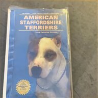 staffordshire bull terrier for sale