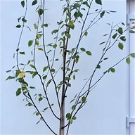 weeping birch tree for sale
