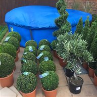 boxwood plant for sale