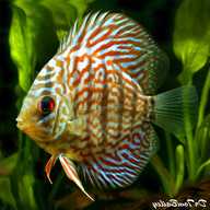 discus for sale