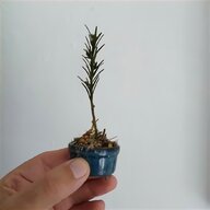 bonsai collection for sale