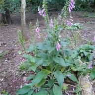 foxgloves for sale