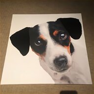 dog paintings jack russell for sale