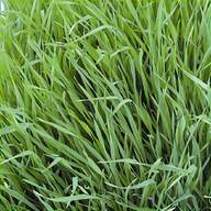 pasture seed for sale