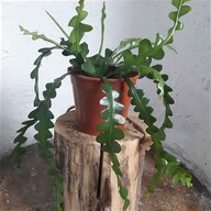large indoor plants for sale