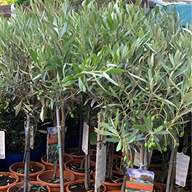 exotic plants for sale