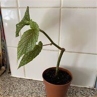 mint plant for sale