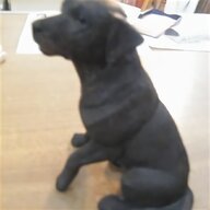 brown labrador puppy for sale