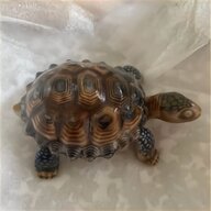wade tortoise for sale