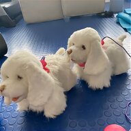 real puppies for sale
