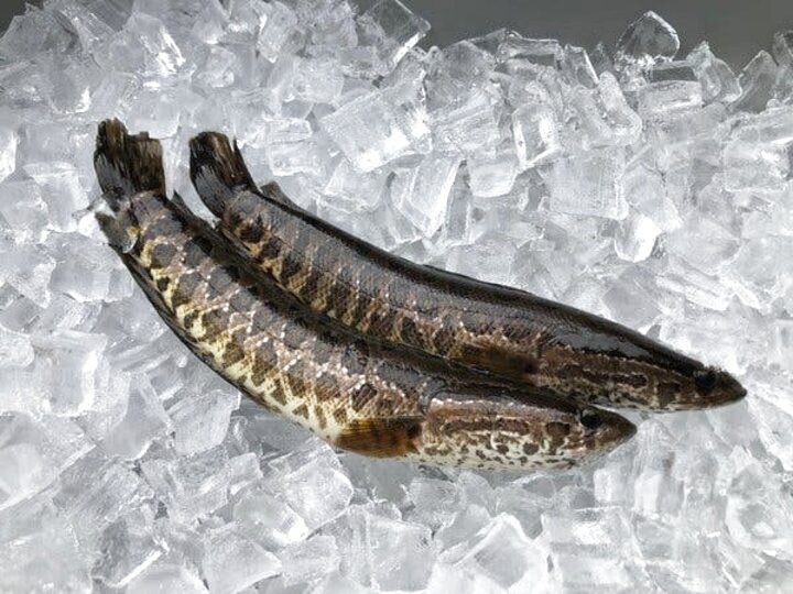 snakehead fish for sale