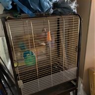 african grey cages for sale