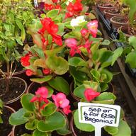 petunia plug plants for sale