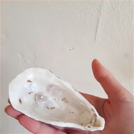 oyster pearl for sale