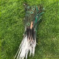 peacock white feathers for sale