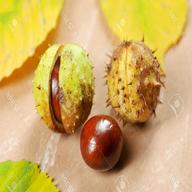 horse chestnut for sale