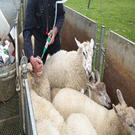 sheep handling for sale