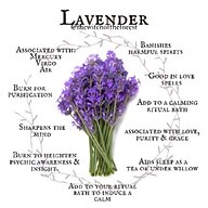 lavender seeds for sale
