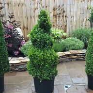 topiary tree spiral for sale