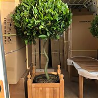 spiral bay tree for sale