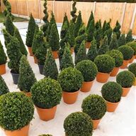 buxus balls for sale
