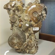 polished ammonite for sale
