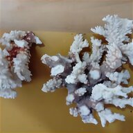 marine coral frag for sale