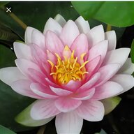 water lily for sale