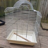 budgie for sale
