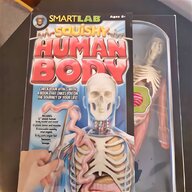human anatomy model for sale