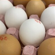 12 turkey eggs for sale
