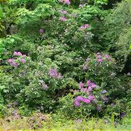 rhododendrons for sale