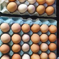 silkie fertile eggs for sale
