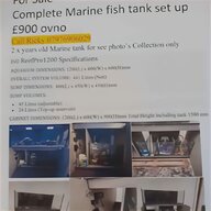 marine fish for sale