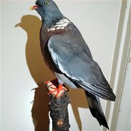 fantail pigeon for sale