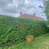 hedge cutting for sale