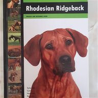 rhodesian ridgeback for sale