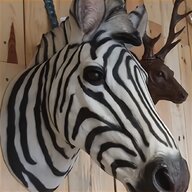 zebra head for sale