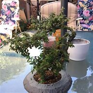 outdoor bonsai trees for sale
