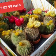 cactus pots for sale