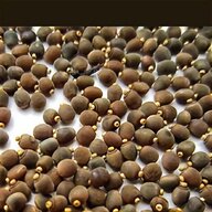 stick insect eggs for sale