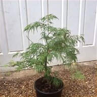 acer dissectum for sale