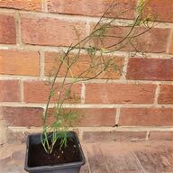 fennel for sale