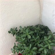 giant plant for sale