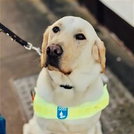 guide dog for sale