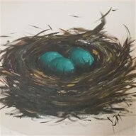 peacock hatching for sale