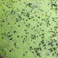 pond weed for sale