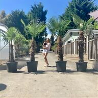palm trees for sale
