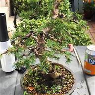 bonsai tree wisteria for sale