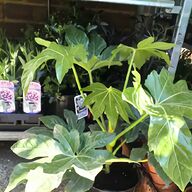 shade loving plants for sale